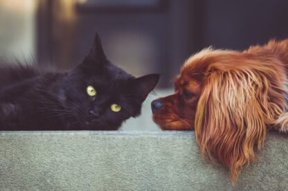 animali domestici