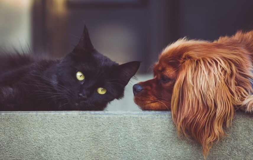 animali domestici