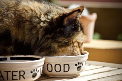 gatto che mangia nella sua ciotola