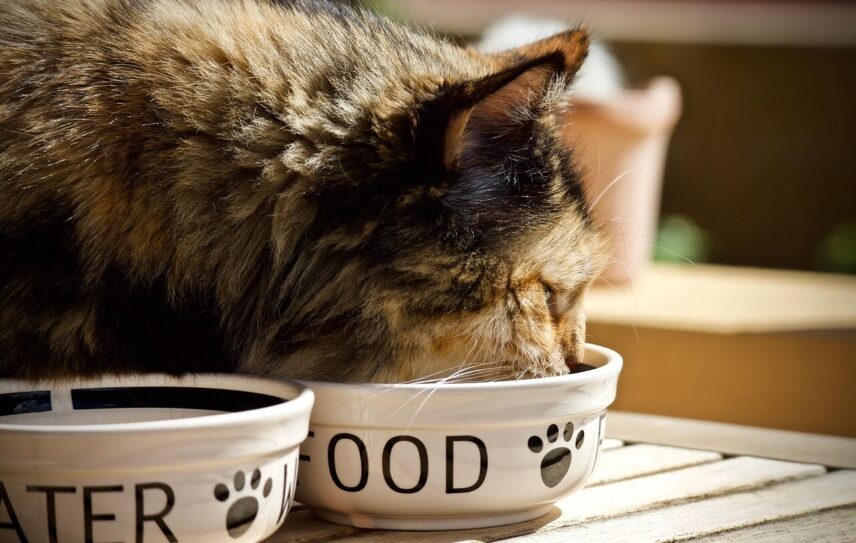 gatto che mangia nella sua ciotola